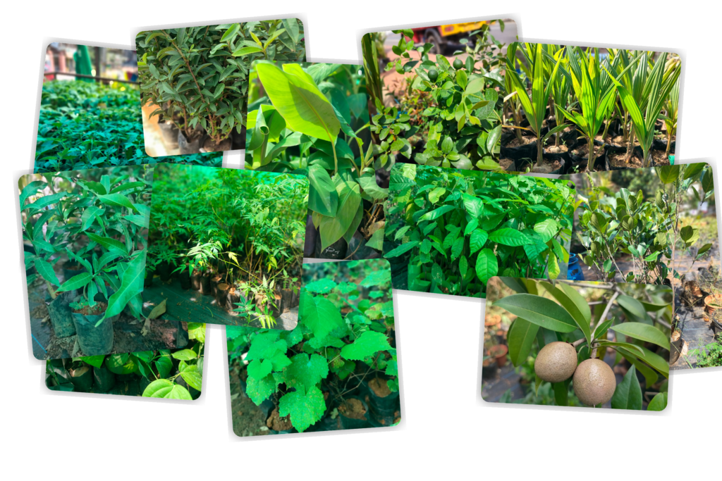 stylish-transparent-collage-seeds-saplings